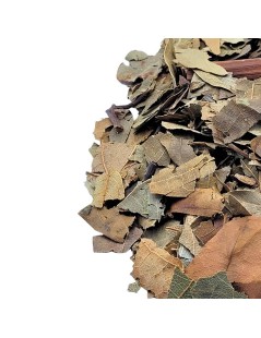 Abacateiro, Folhas (Persea Americana)