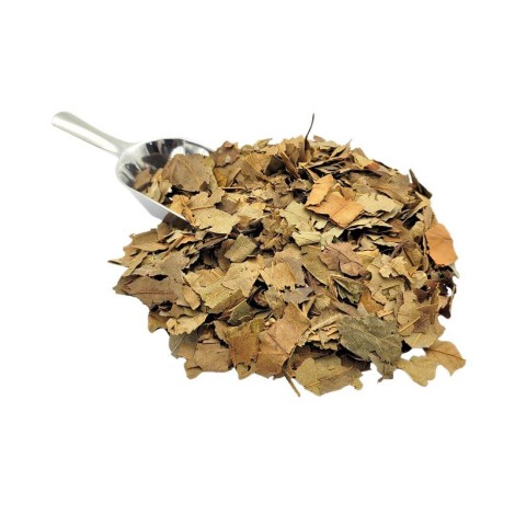 Abacateiro, Folhas (Persea Americana)