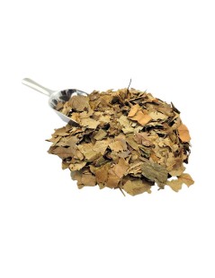 Foglie di Avocado (Persea Americana)