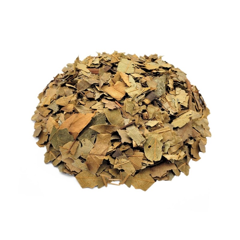 Feuilles d'Avocatier (Persea Americana)