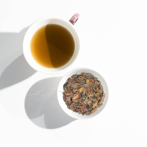 Lentisco pianta (Pistacia lentiscus L.)