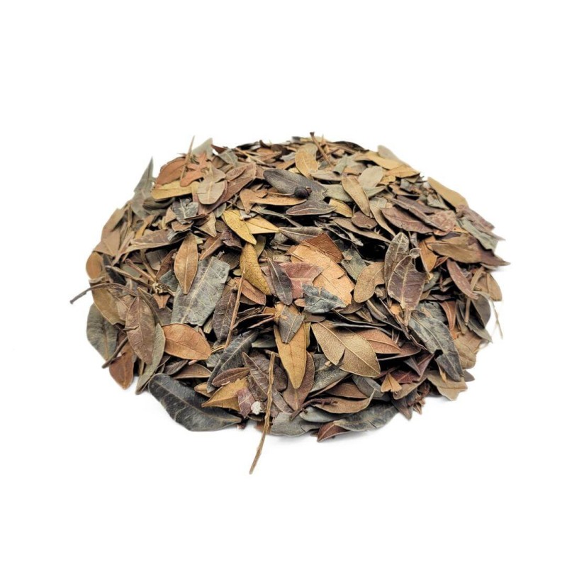 Aroeira Mastic Herbal Tea (Pistacia lentiscus L.)