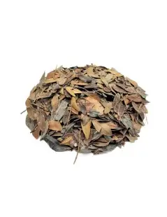 Aroeira Mastic Herbal Tea (Pistacia lentiscus L.)