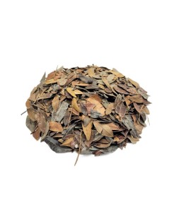 Aroeira Hojas (Pistacia lentiscus L.)