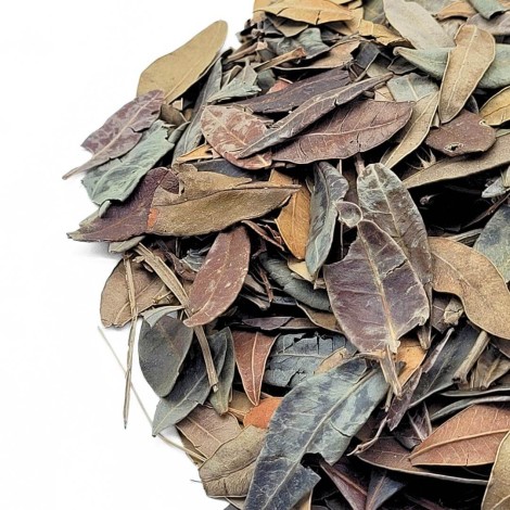 Aroeira Feuilles (Pistacia lentiscus L.)