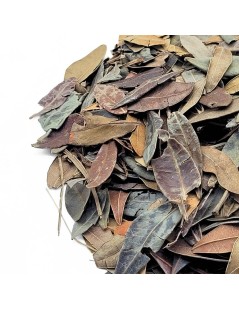 Lentisco pianta (Pistacia lentiscus L.)