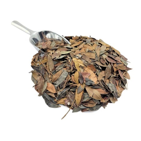 Aroeira Feuilles (Pistacia lentiscus L.)