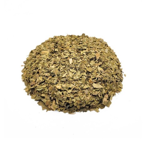Ginkgo Biloba foglie