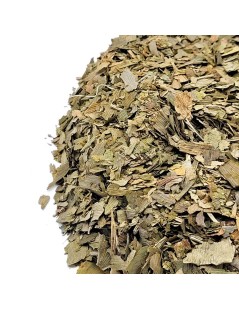 Ginkgo Biloba foglie