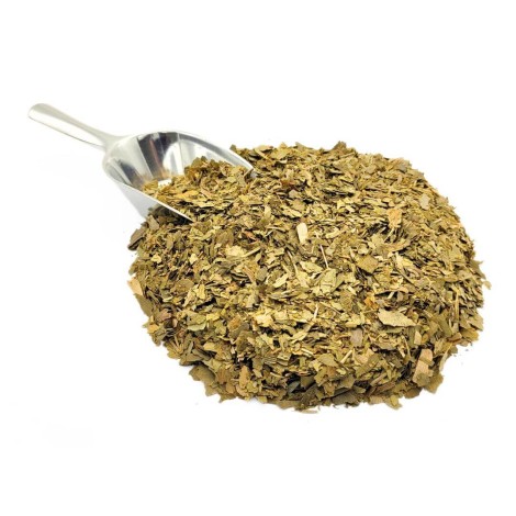 Ginkgo Biloba foglie