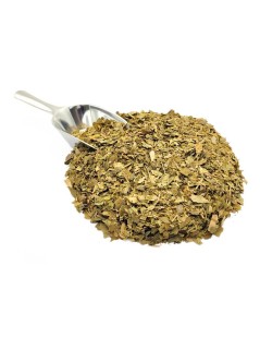 Ginkgo Biloba foglie