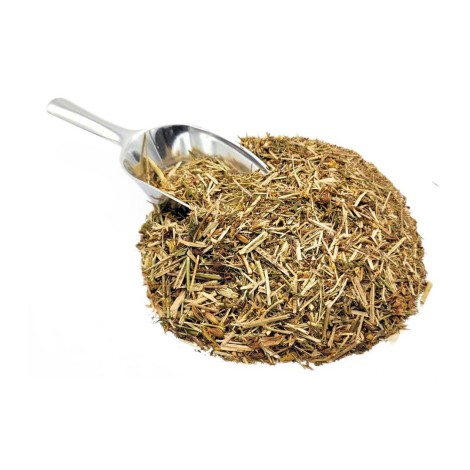 Schmalblättriges Weidenröschen, Pflanze (Epilobium angustifolium)