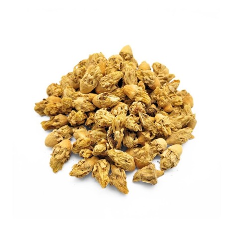 Blume des Abb in Indien (Opuntia ficus-indica)