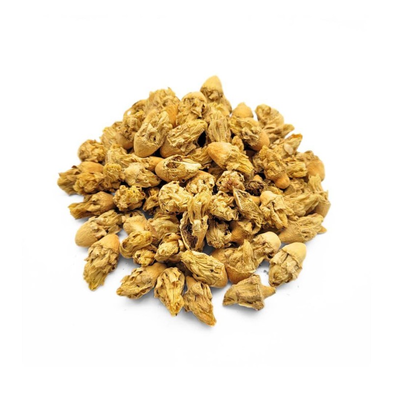 Blume des Abb in Indien (Opuntia ficus-indica)