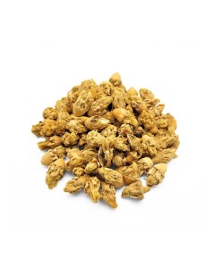 Fleur de Figuier de l'Inde (Opuntia ficus-indica)