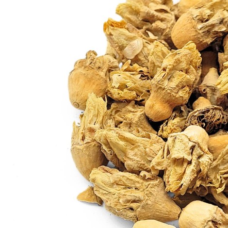 Blume des Abb in Indien (Opuntia ficus-indica)