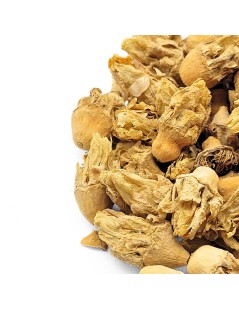 Flor do Figo da Índia (Opuntia ficus-indica)