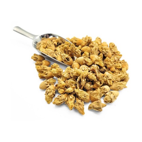 Blume des Abb in Indien (Opuntia ficus-indica)