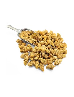 Fleur de Figuier de l'Inde (Opuntia ficus-indica)