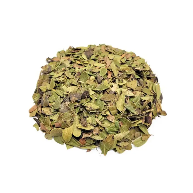 Uva Ursi Herbal Tea (Arctostaphylos uva-ursi)