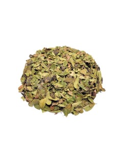 Busserole, Feuilles (Arctostaphylos uva-ursi)