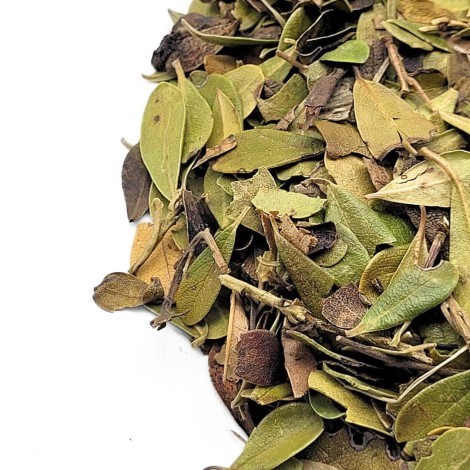 Uva Ursi, Blätter (Arctostaphylos uva-ursi)