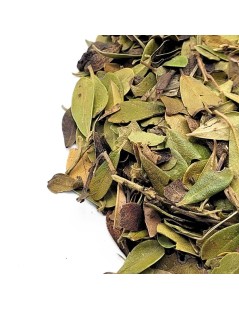 Uva Ursina, Hojas (Arctostaphylos uva-ursi)