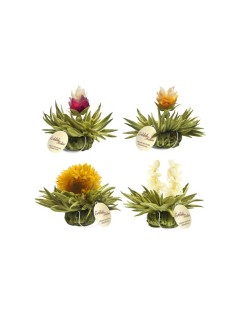 Pack with 4 Blooming Teas - Tealini