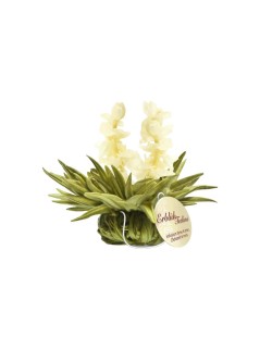 Flor de Té - Tealini Perla de Jazmín