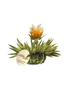 Tealini - Lemon Blooming Tea Pearl
