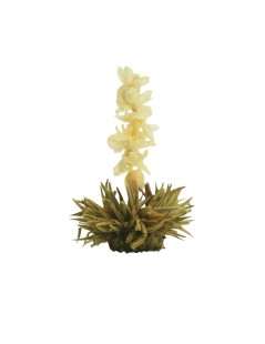Tè Del Fiore - La Perla Bianca
