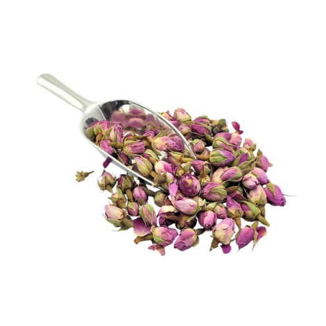 Boccioli di Rosa Viola