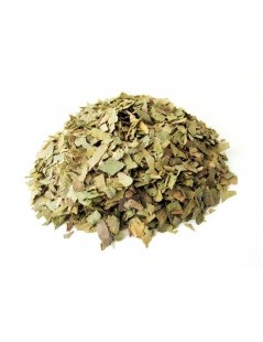 Ginkgo Biloba Tea leaves