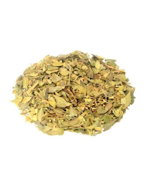Chá de Uva Ursina - Arctostaphylos uva-ursi