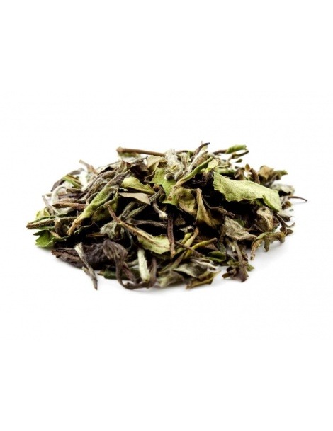 Chá Branco Pai Mu Tan - Camellia sinensis