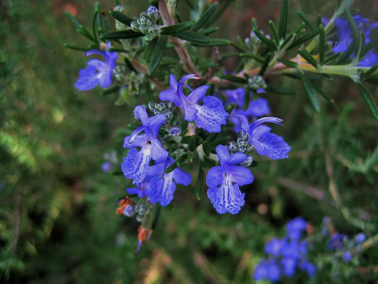 The health benefits of rosemary