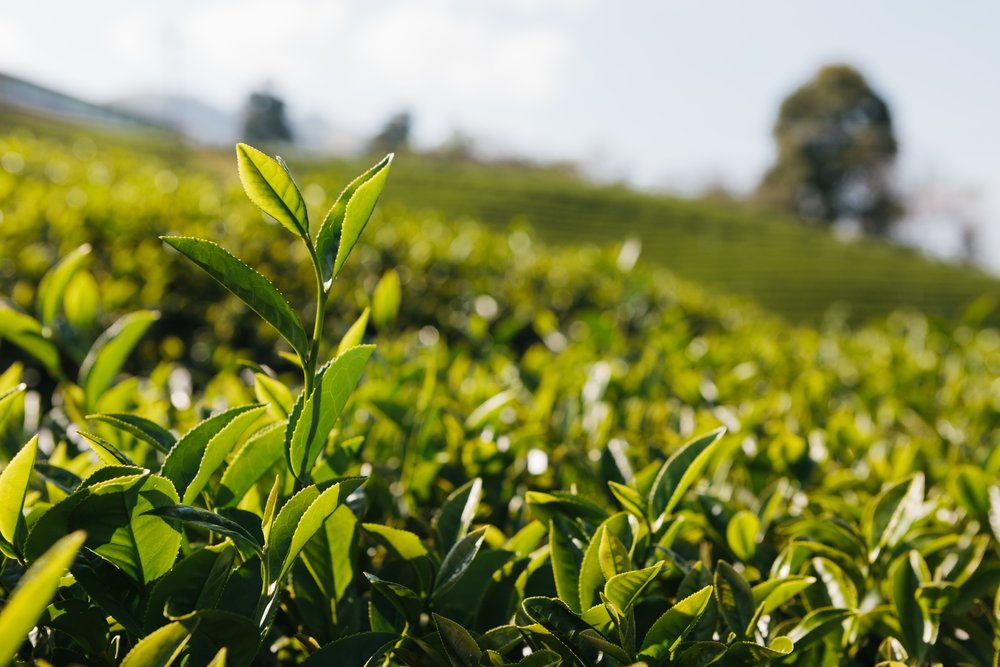 Té blanco | Blog Chás do Mundo