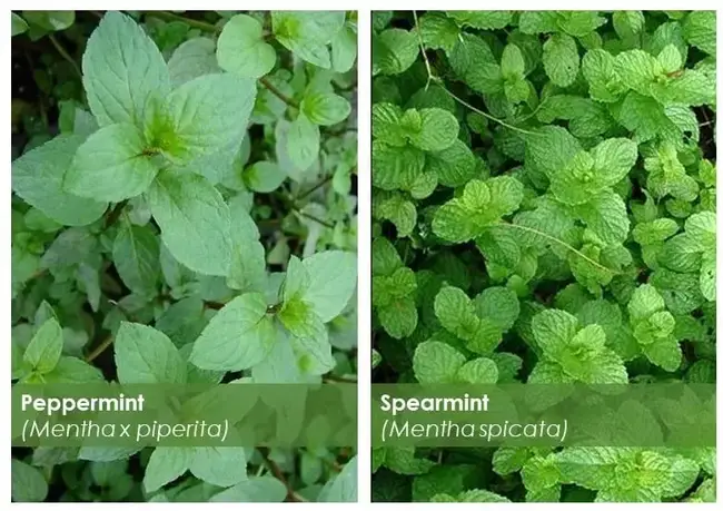 Mint vs peppermint: the differences, teas and uses