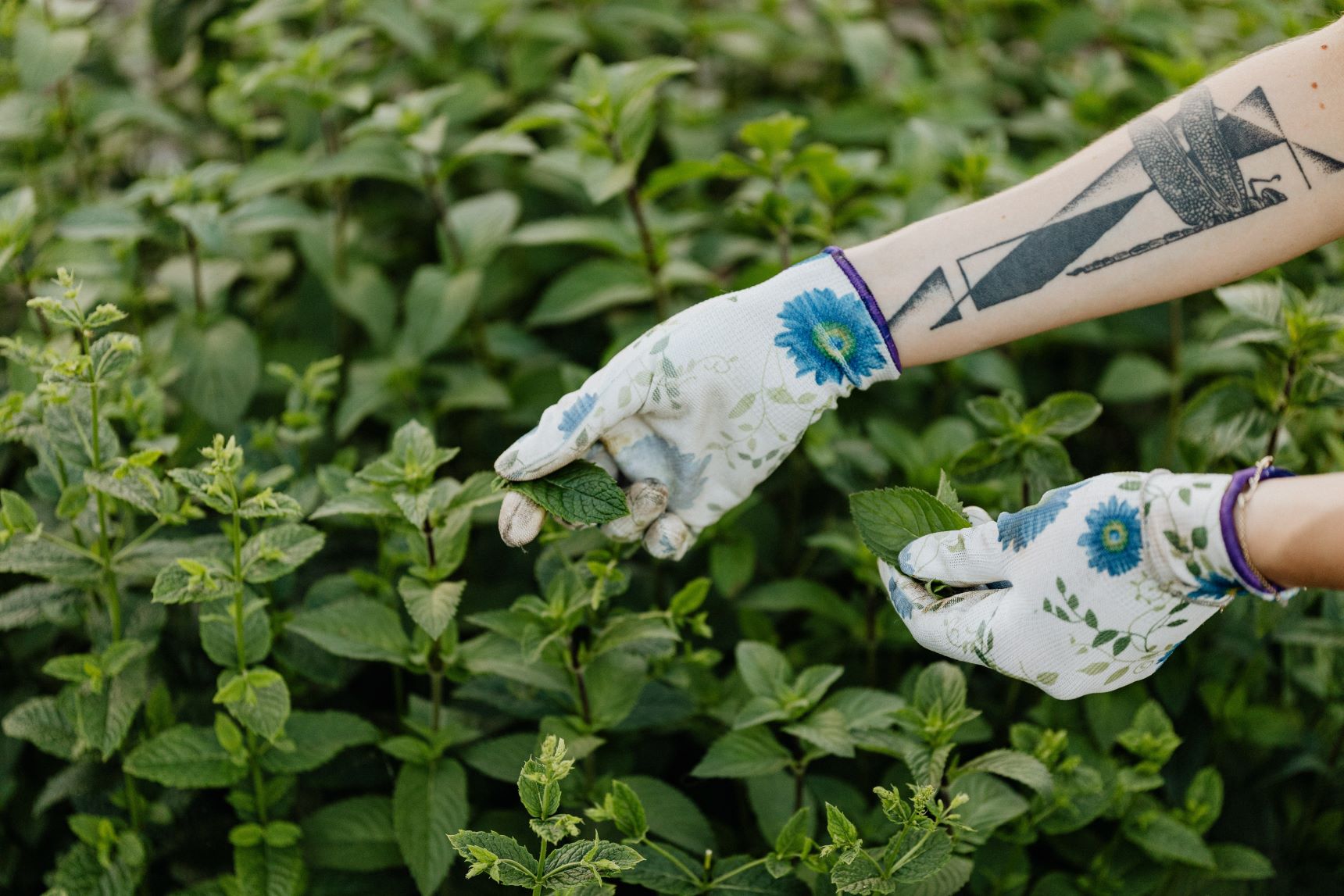 La menthe et la menthe poivrée sont toutes deux bénéfiques pour la santé