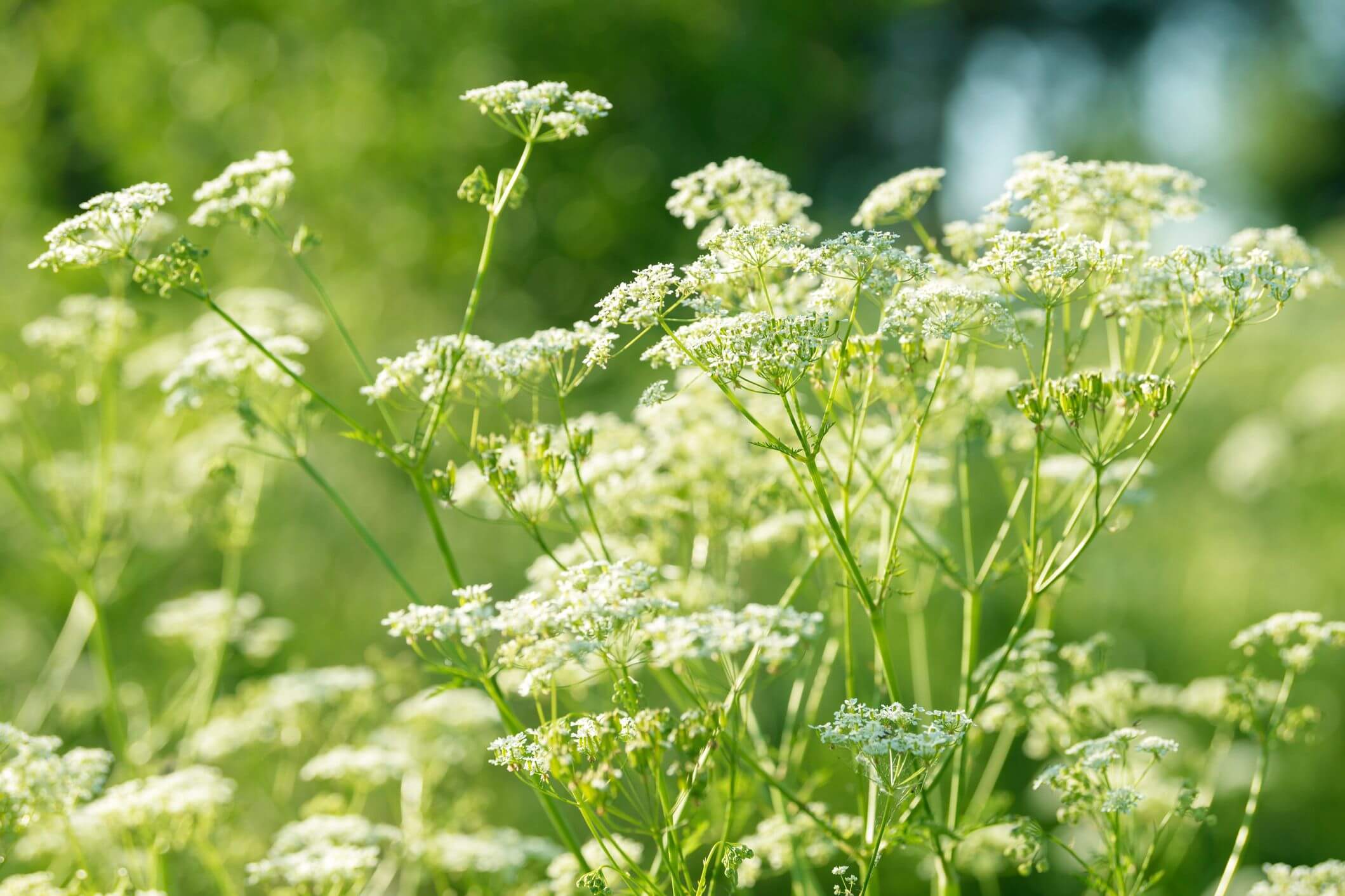 erva doce, anis, funcho, chá de erva doce, anise, sweetgrass, sweet grass, plantas medicinais, sementes de erva doce, chás do mundo, plantas simples, infusão,