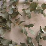 Eucalyptus tea is a captivating drink with medicinal properties and a refreshing aroma that can help with nasal congestion and various other problems.