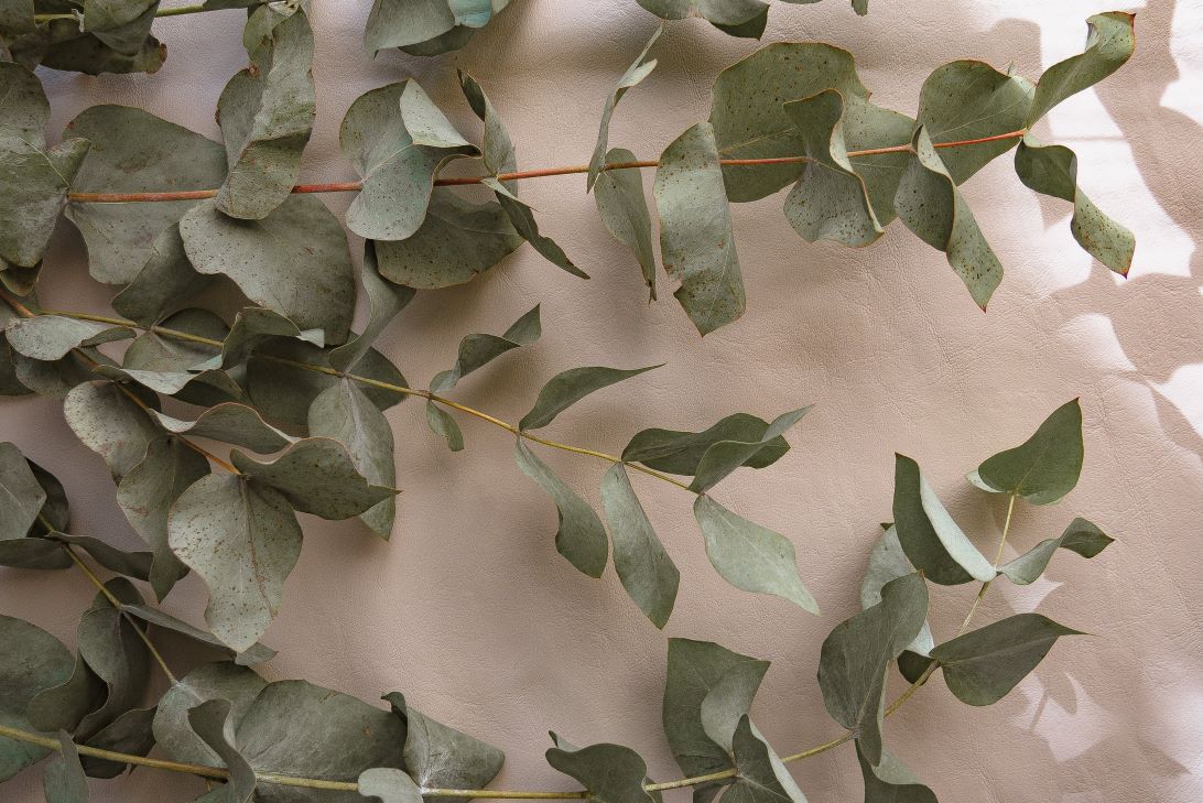 La tisane d'eucalyptus est une boisson captivante aux propriétés médicinales et à l'arôme rafraîchissant qui peut aider à lutter contre la congestion nasale et divers autres problèmes.
