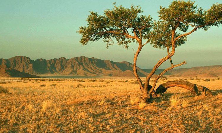 Thé de Racine de Borututu : le Meilleur Allié pour le Foie • Chás do Mundo