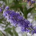 vitex agnus castus para que serve