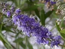 vitex agnus castus para que serve