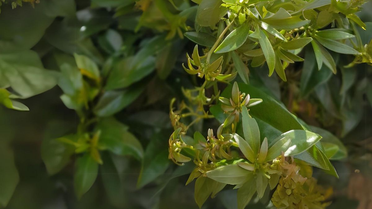 Planta Ora Pro Nobis conhecida como Carne dos Pobres