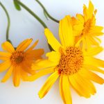 Arnica Montana