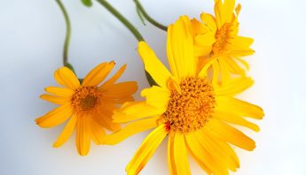 Arnica Montana: Beneficios, Usos y Cuidados Esenciales