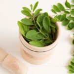 Moringa Beneficios