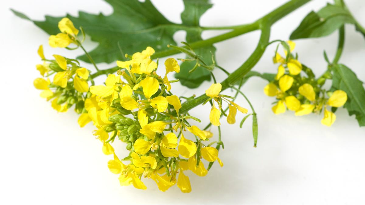 Planta da Mostarda: Cultivo, Usos e Benefícios